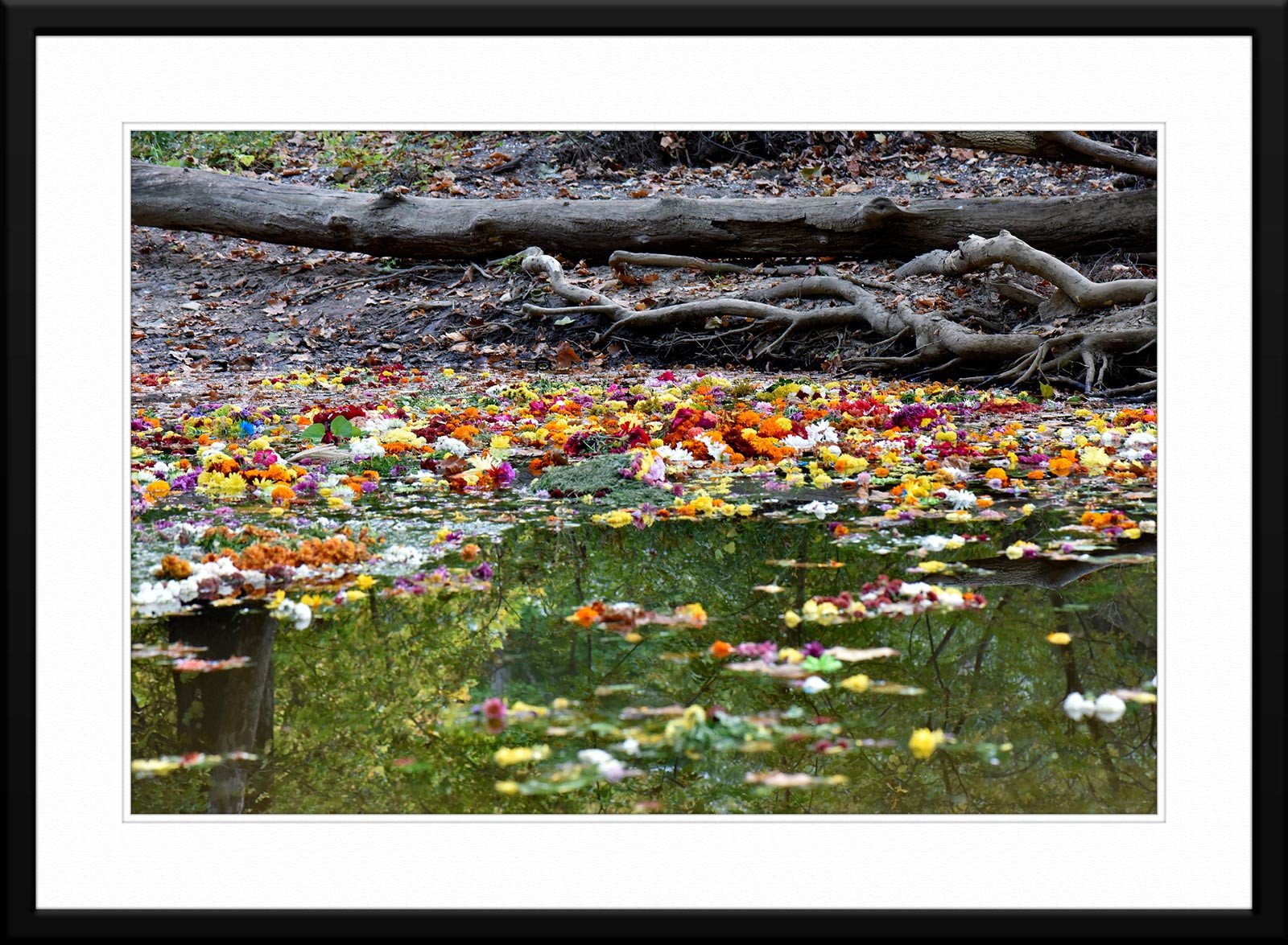 #62 - Fine Art Photography - of a River Covered with Flowers. 