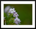 Captivating violet wildflower fine art photography - matted and framed