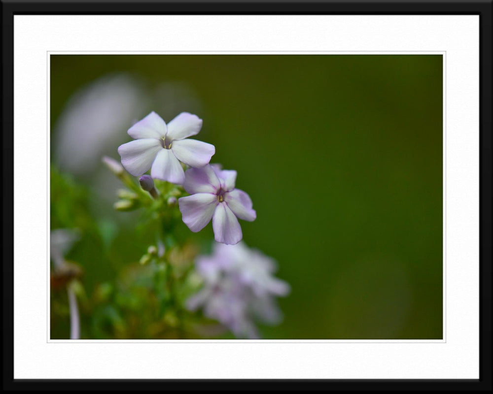 Captivating violet wildflower fine art photography - matted and framed