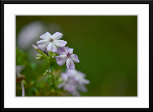 Captivating violet wildflower photography - Matted and Farmed