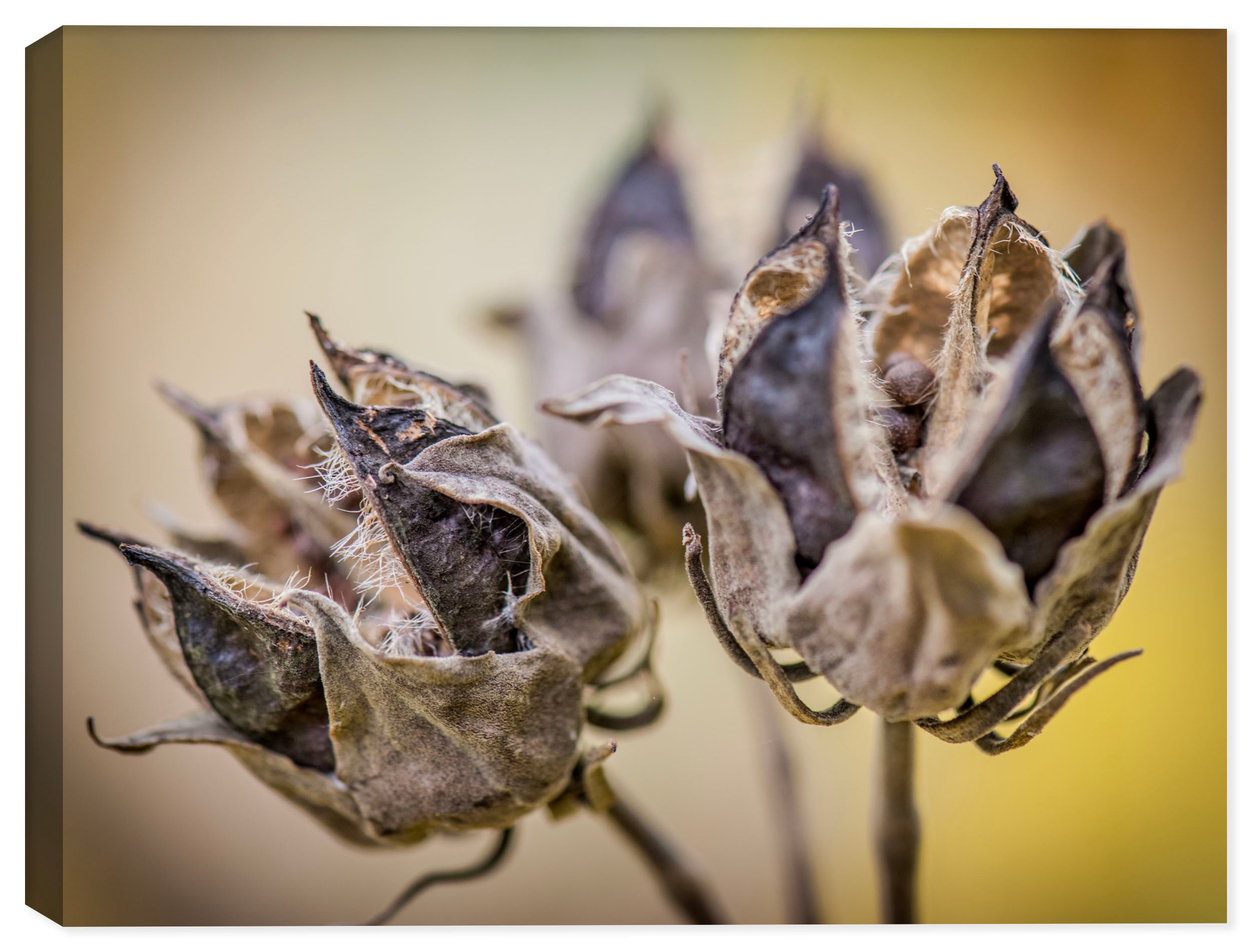 Image of Autumn Pods on Canvas Wrap