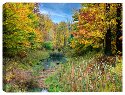 Image Autumn Colors in the Woods on Canvas