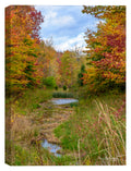 Autumn Colors II - Brilliant Colors on Canvas