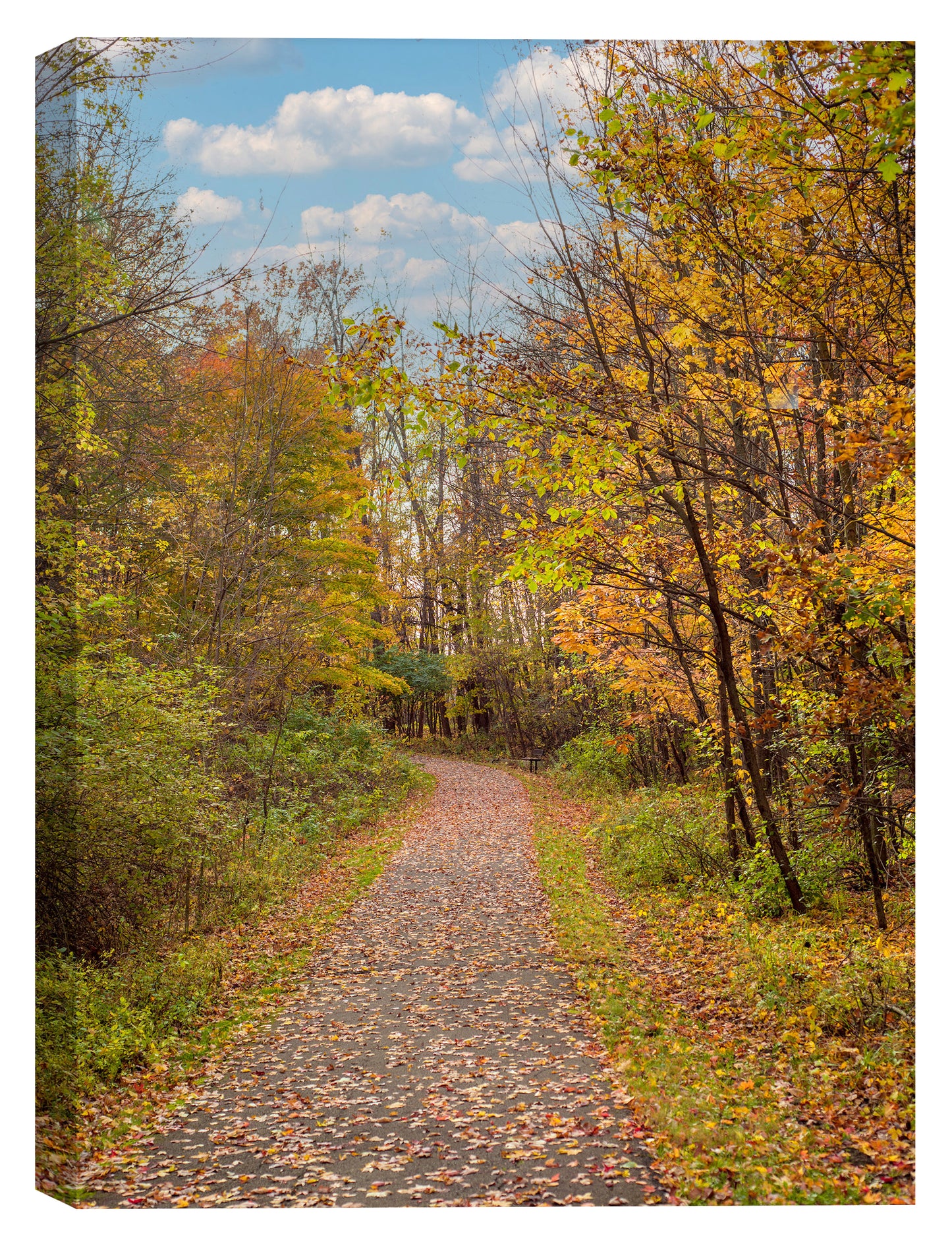 Autumn Walking Trail - Canvas Art Print