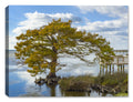 Cypress Tree on the Sound - Canvas Art Print 