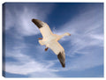 Adult Whit Morph - Bird in Flight on Canvas