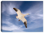 Adult Whit Morph - Bird in Flight on Canvas