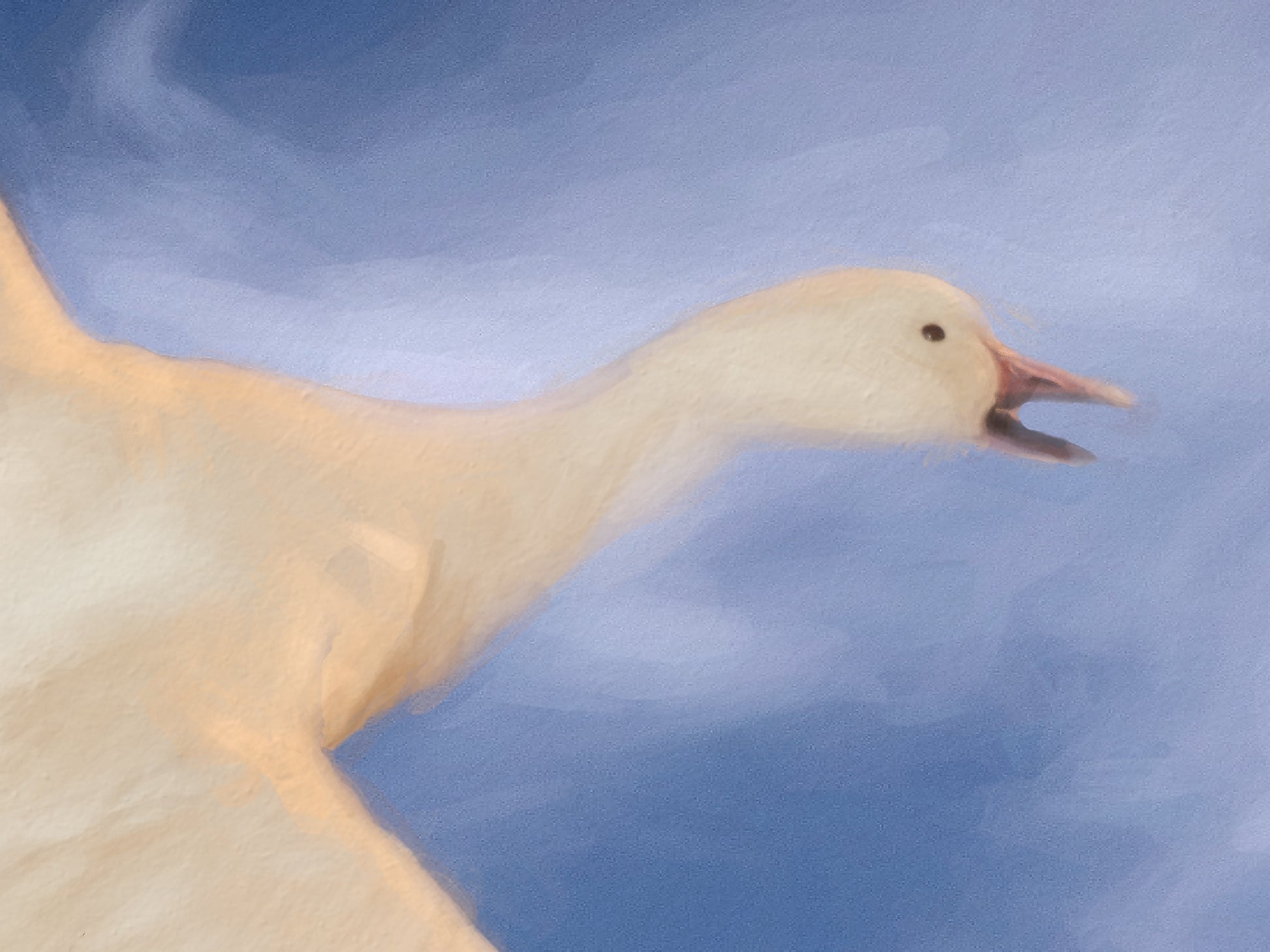 Adult Whit Morph - Bird in Flight on Canvas