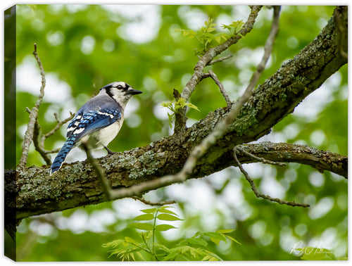 Photograph of a Blue Jay bird on a branch  printed on a canvas wrap.