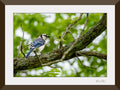 Photograph of a Blue Jay bird on a branch  printed on a fine art paper framed and matted on a brown frame.