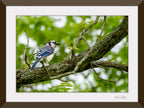 Photograph of a Blue Jay bird on a branch  printed on a fine art paper framed and matted on a brown frame.