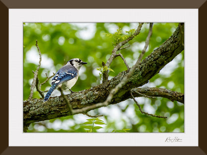 Blue Jay - Springtime Fine Art Photography