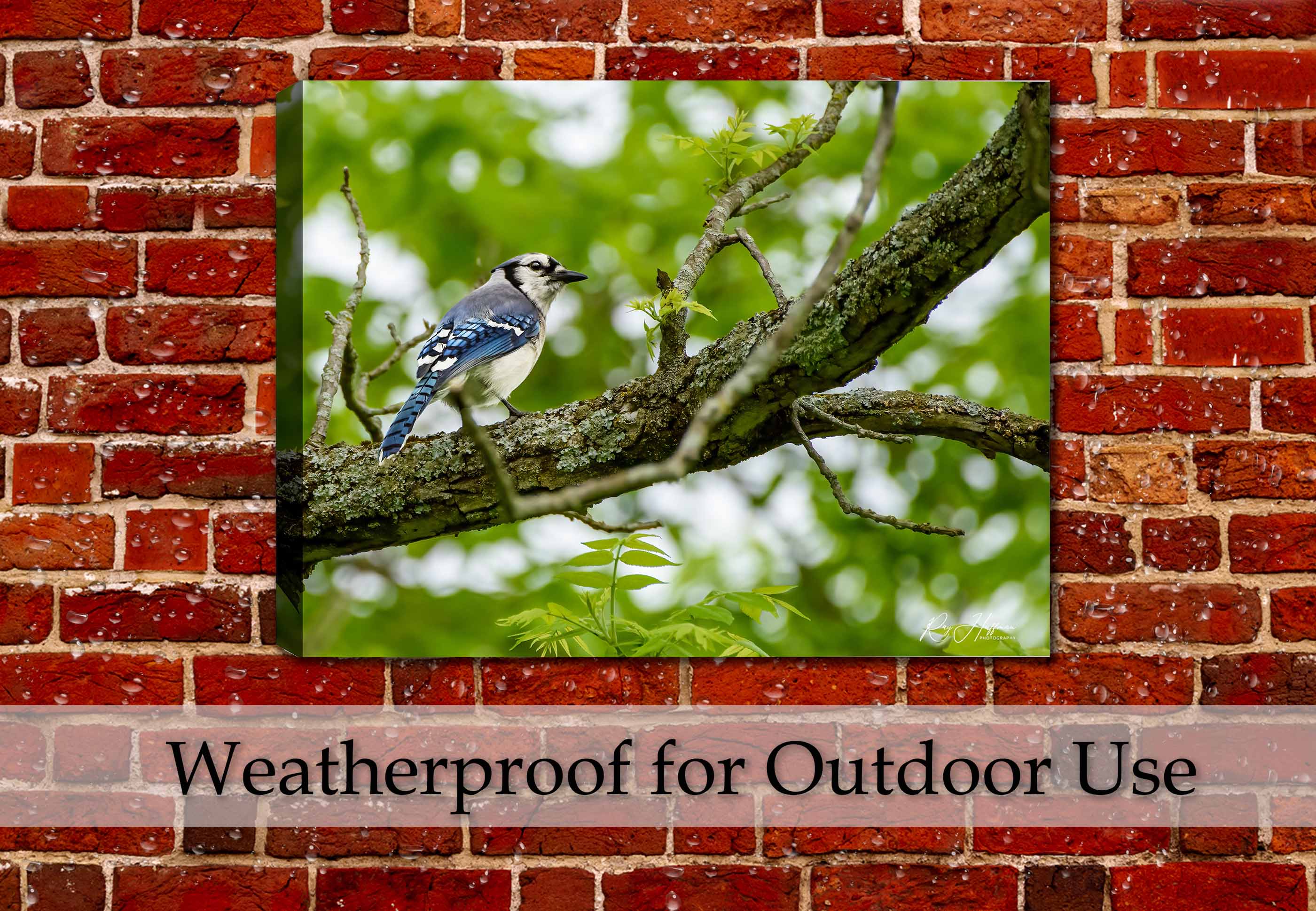 Photograph of a Blue Jay bird on a branch  printed on a canvas wrap hanging on a brick wall on a patio with rain.