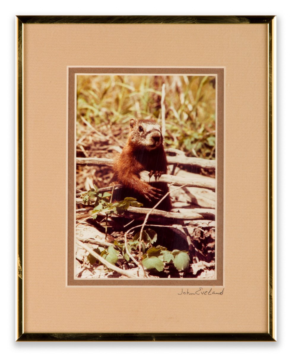 Busy Beaver - Photography by John Eveland - Framed Art