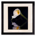 Calla Lily on Water - Photography by Ray Huffman - Framed Art - 1