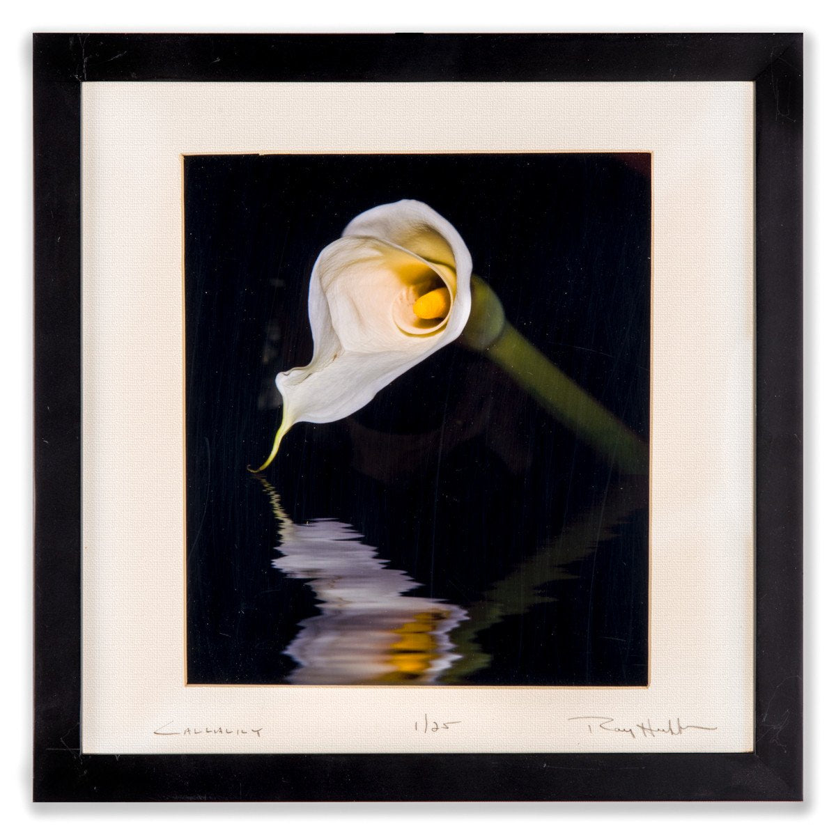Calla Lily on Water - Framed Art - 1