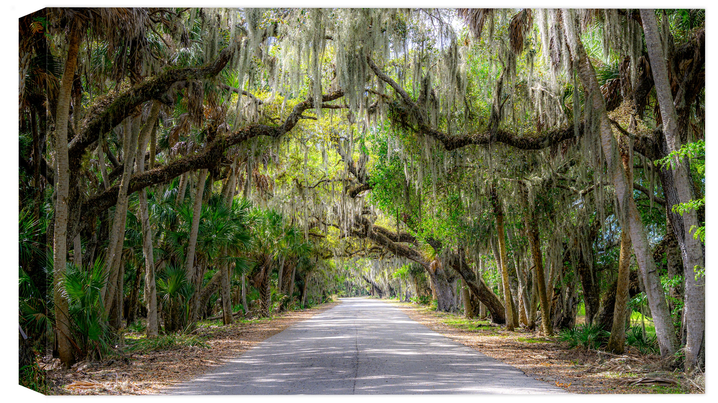 High Resolution Image of a walk near the Myakka River.  Exclusive. 