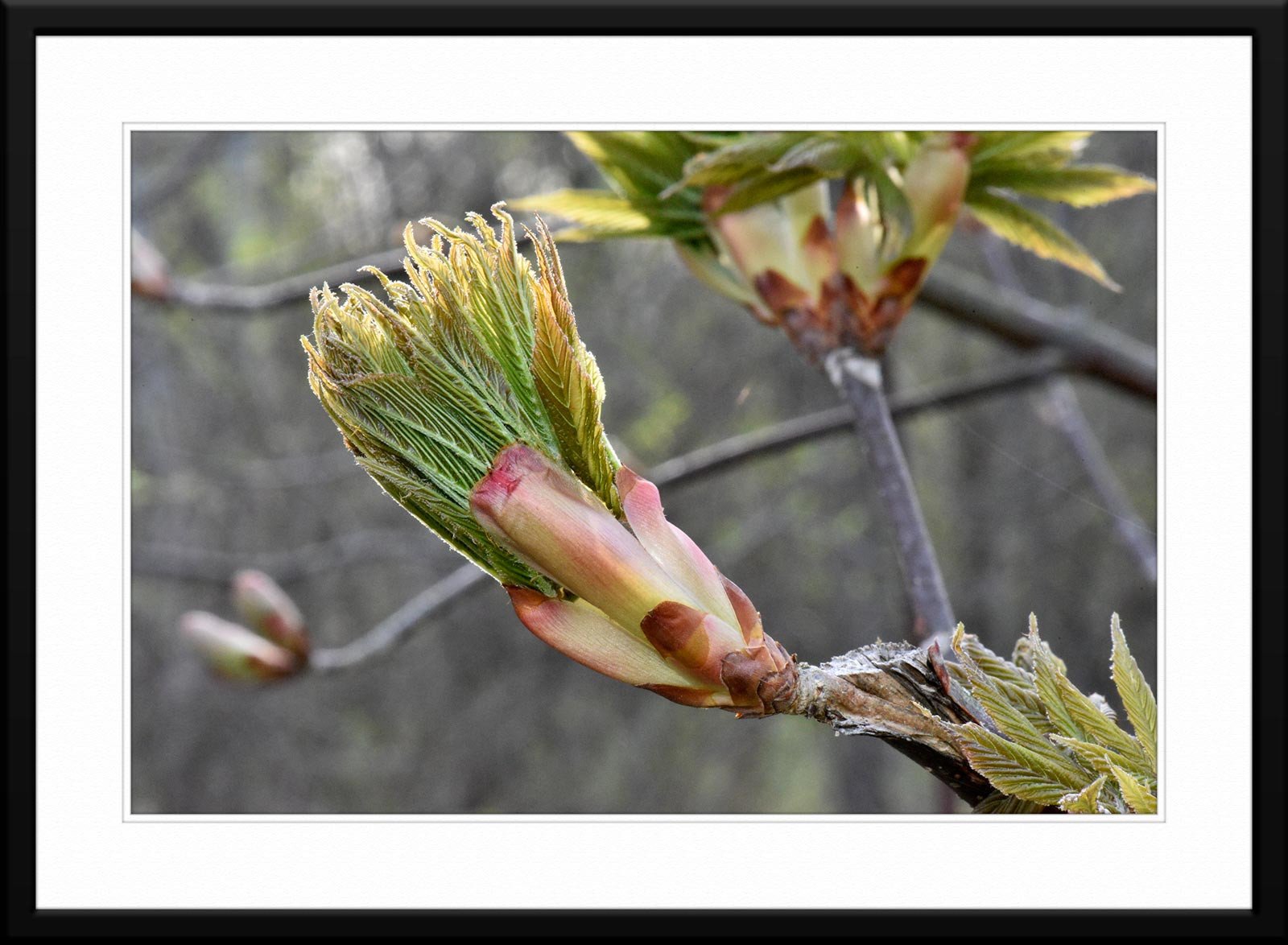 Spring's whispers: Early tree bloom photograph - Matted and Framed