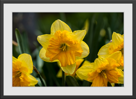 Yellow Daffodil  Photo- Framed