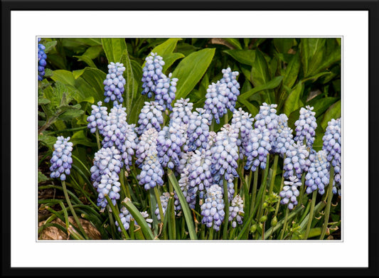 A captivating photo of a Grape Hyacinth flower - matted and framed.