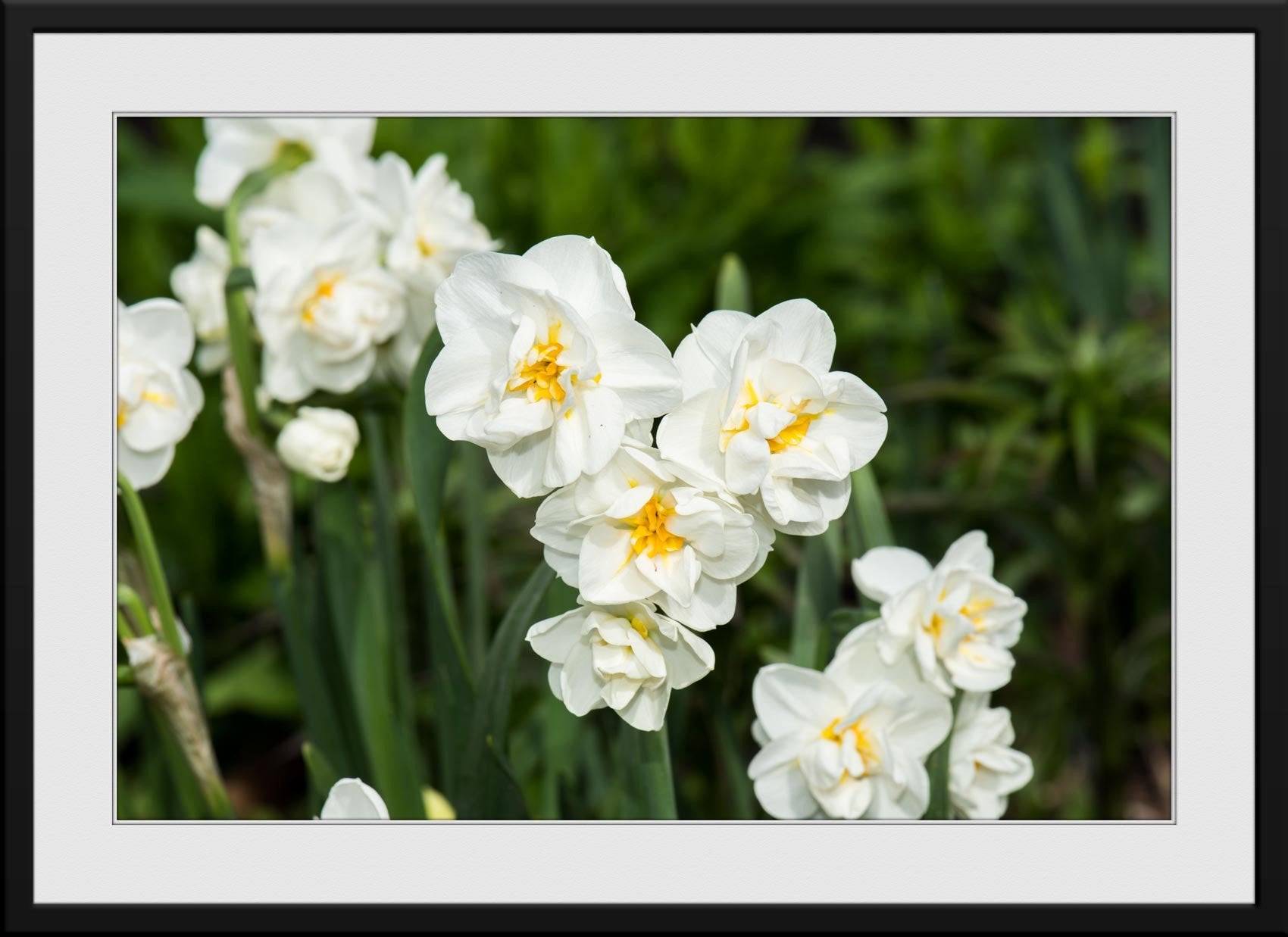 #3 - Fine Art Photograph - Matted and Framed