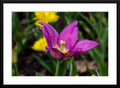 French Tulip Photograph - Matted and Framed