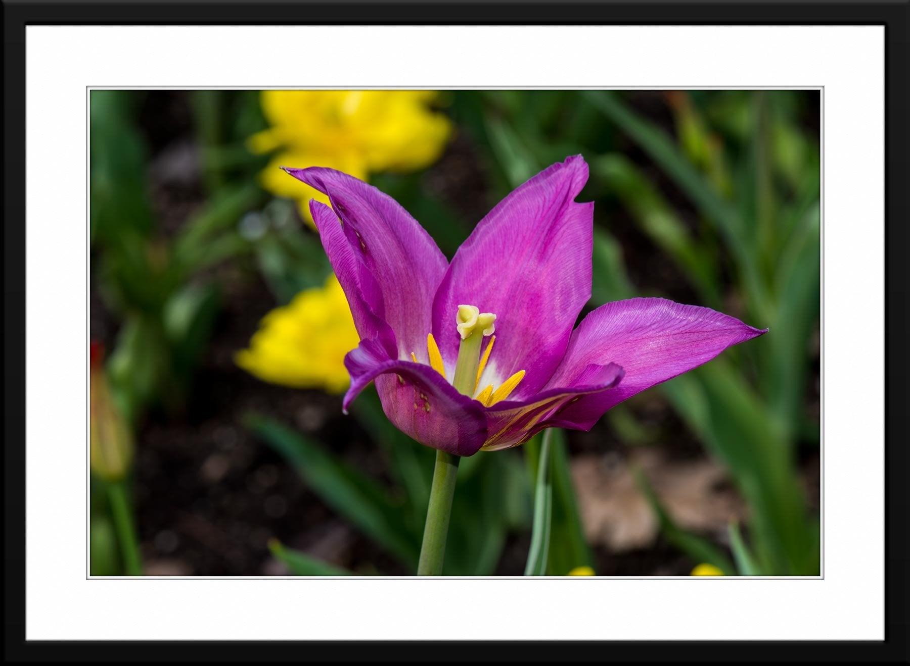 French Tulip Photograph - Matted and Framed