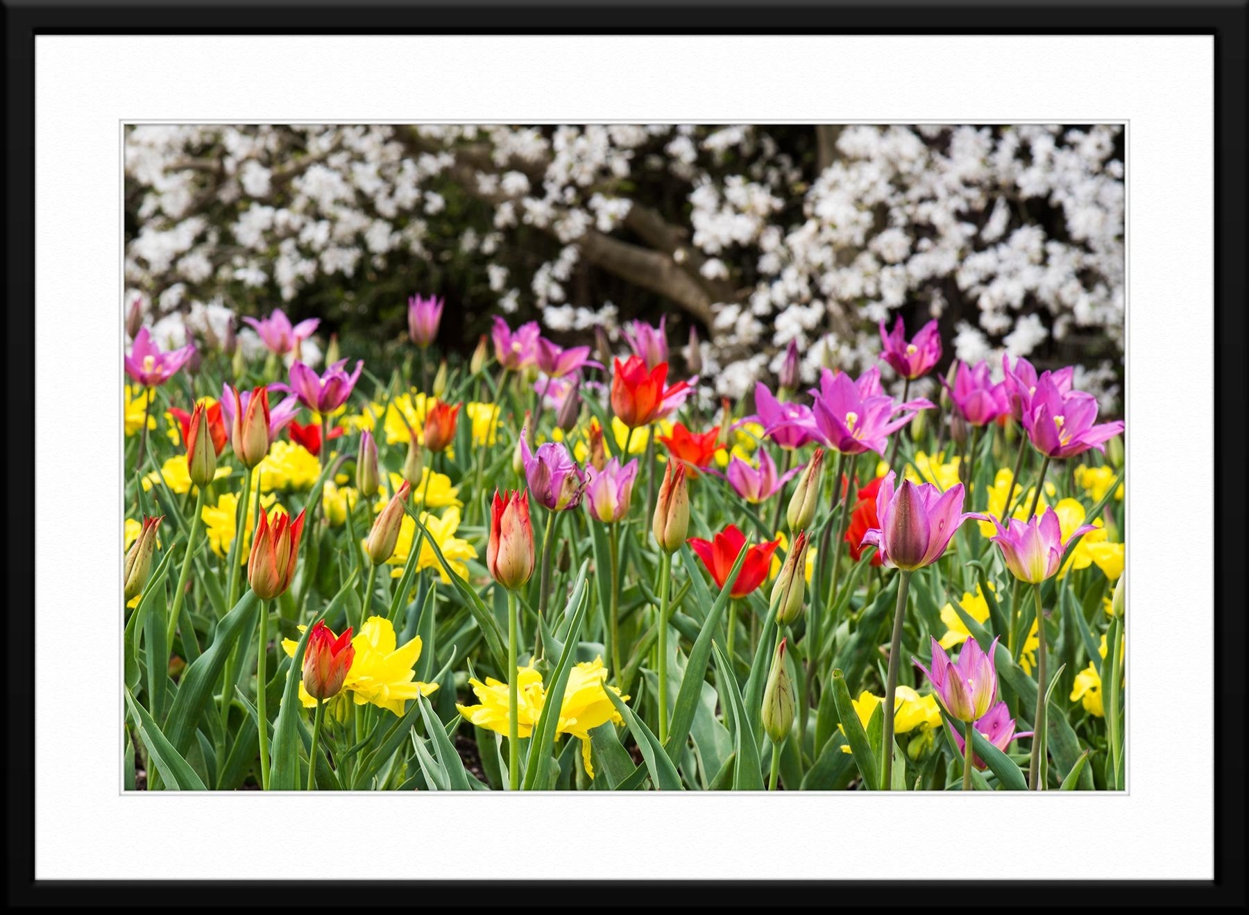 French Tulips - Framed