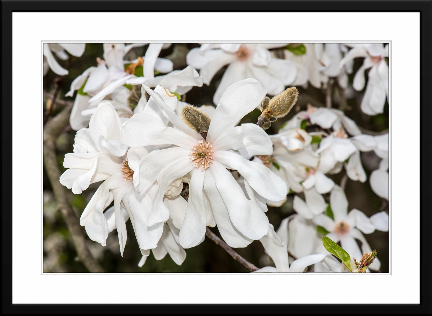 Sweet Magnolia - Fine Art Photograph printed on Canvas - Framed and Matted