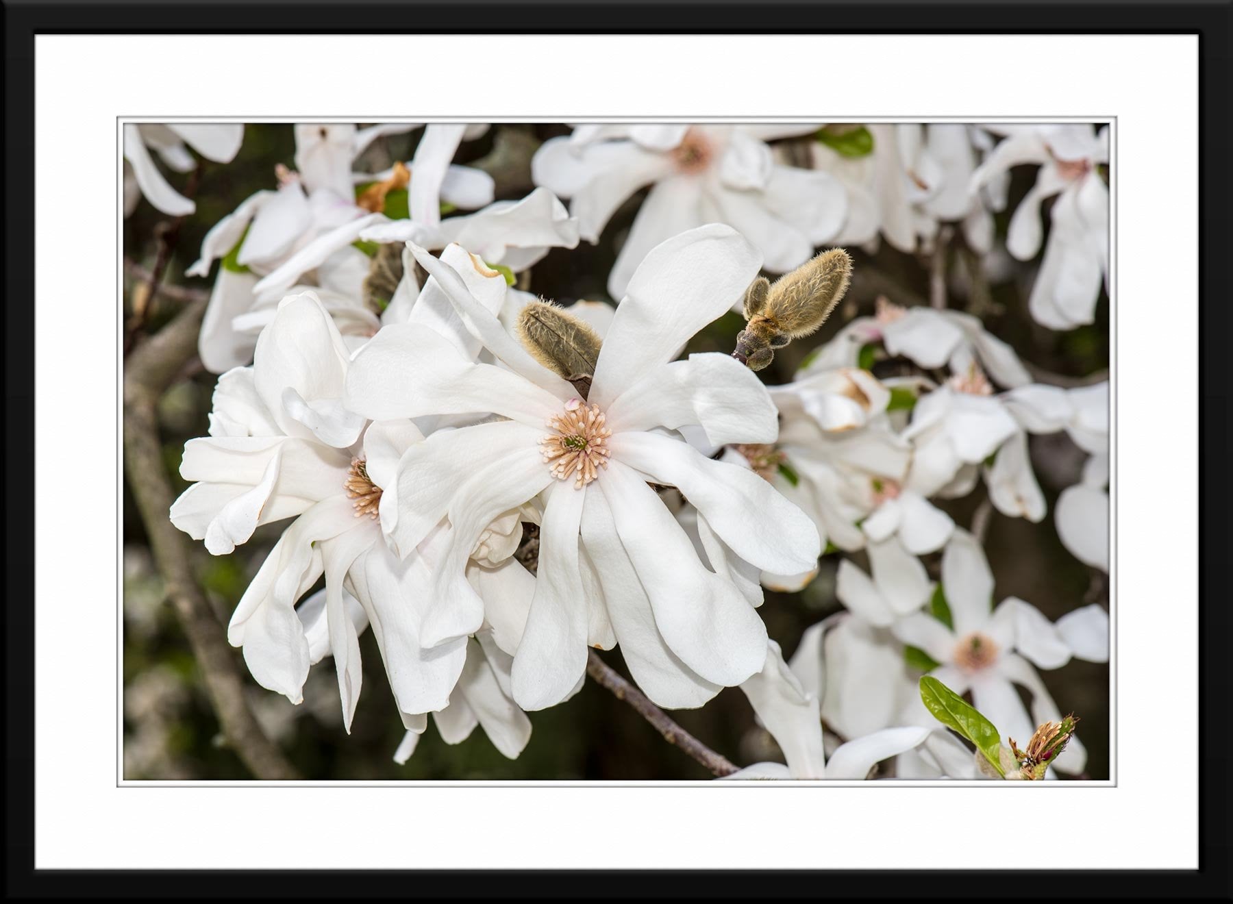 Sweet Magnolia printed on Canvas - Framed and Matted