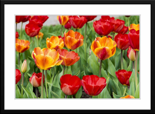 Tulips - Fine Art Photograph