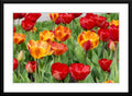 Tulips - Fine Art Photograph - Framed