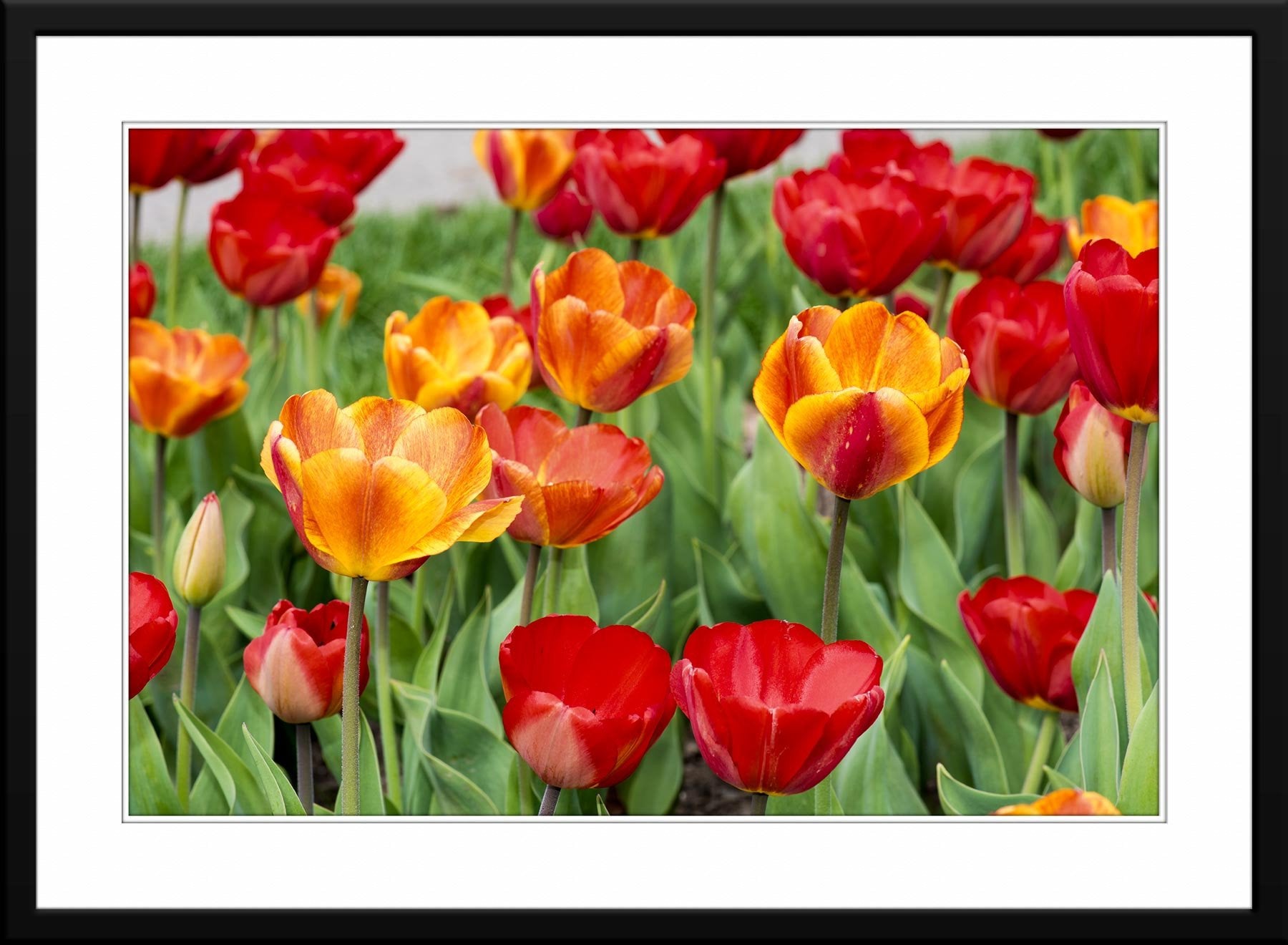 Tulips - Fine Art Photograph - Framed
