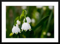 Summer Snowflake - Framed & Matted