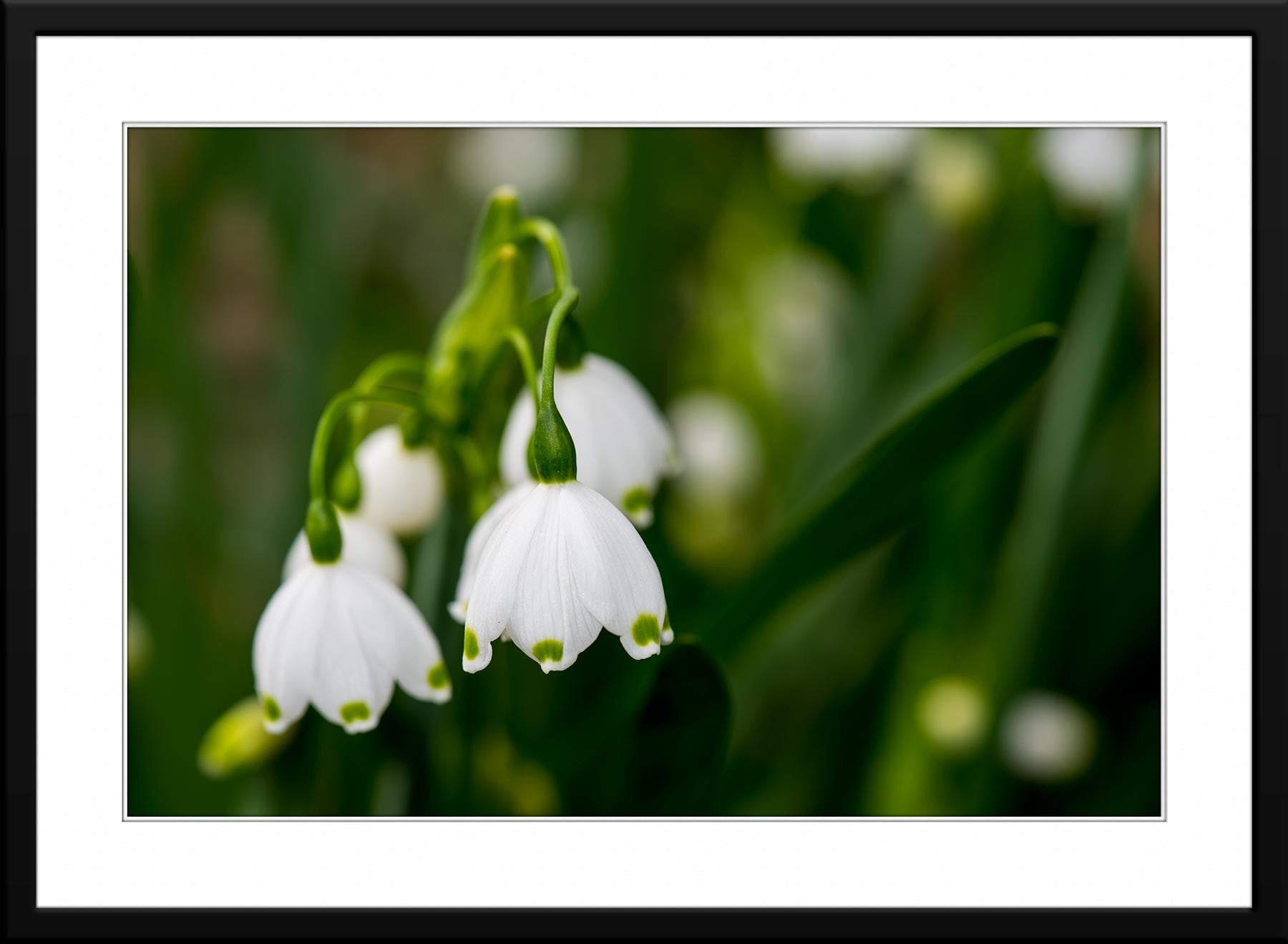 Summer Snowflake - Framed & Matted