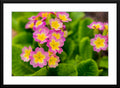 Primrose Fine Art Photograph - Framed