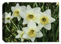White Dafodils in Garden  - Ink on Fine Art Canvas - Canvas Art Plus