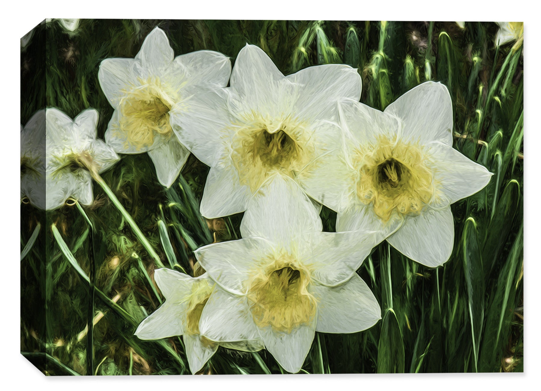 White Dafodils in Garden  - Ink on Fine Art Canvas - Canvas Art Plus