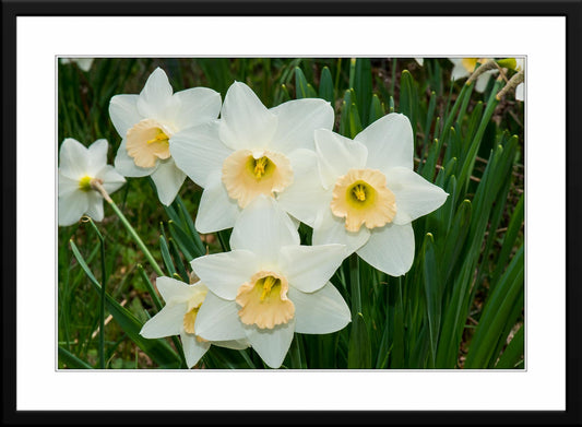 Captivating white daffodil photography: a symbol of purity and new beginnings, evoking a sense of serenity and hope