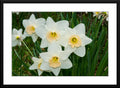Captivating white daffodil photography - matted and framed. 