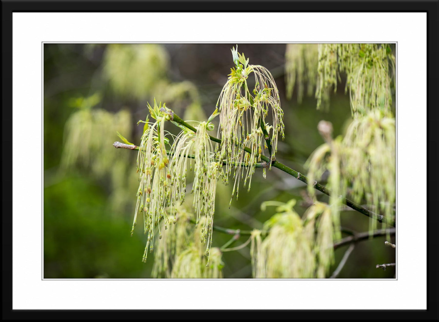 Whispering early spring bloom: A captivating photograph - matted and Framed