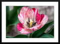 Red and white tulip - Fine Art Photograph - Matted and Framed