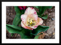 Pink Variegated Tulip - Framed and Matted