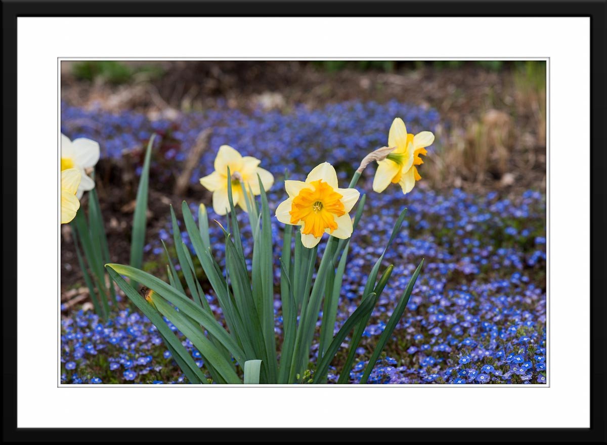 Photo of Yellow Daffodil - Framed