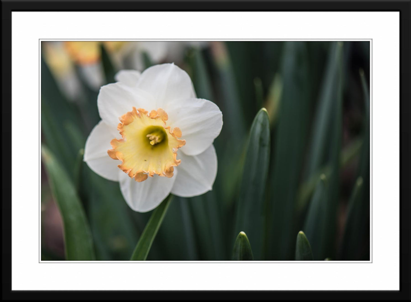 White  Yellow Daffodil