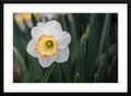 Photography of a White and Yellow Daffodil - Matted and Framed