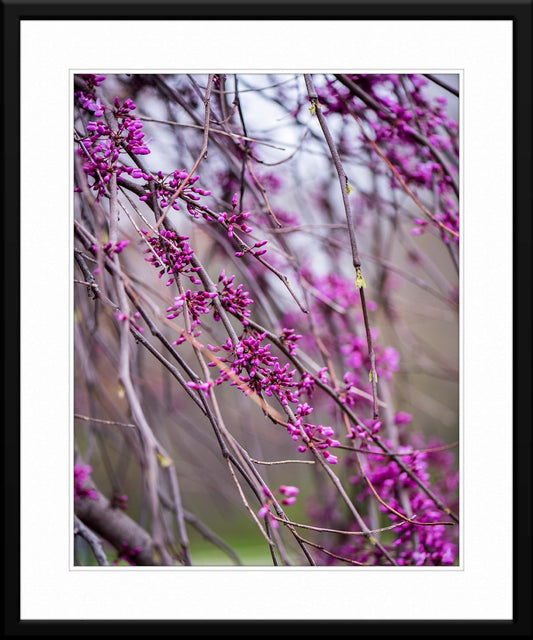 Purple spring tree blooms photo