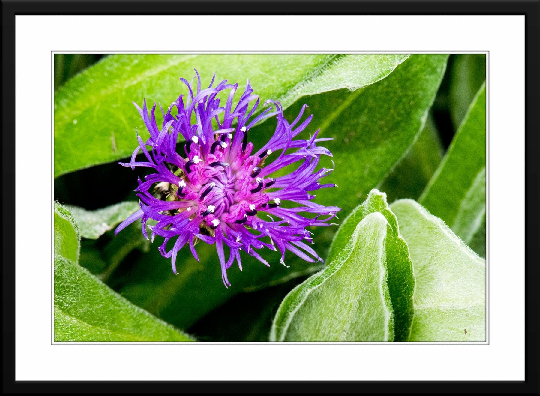 #13 - Fine Art Photograph