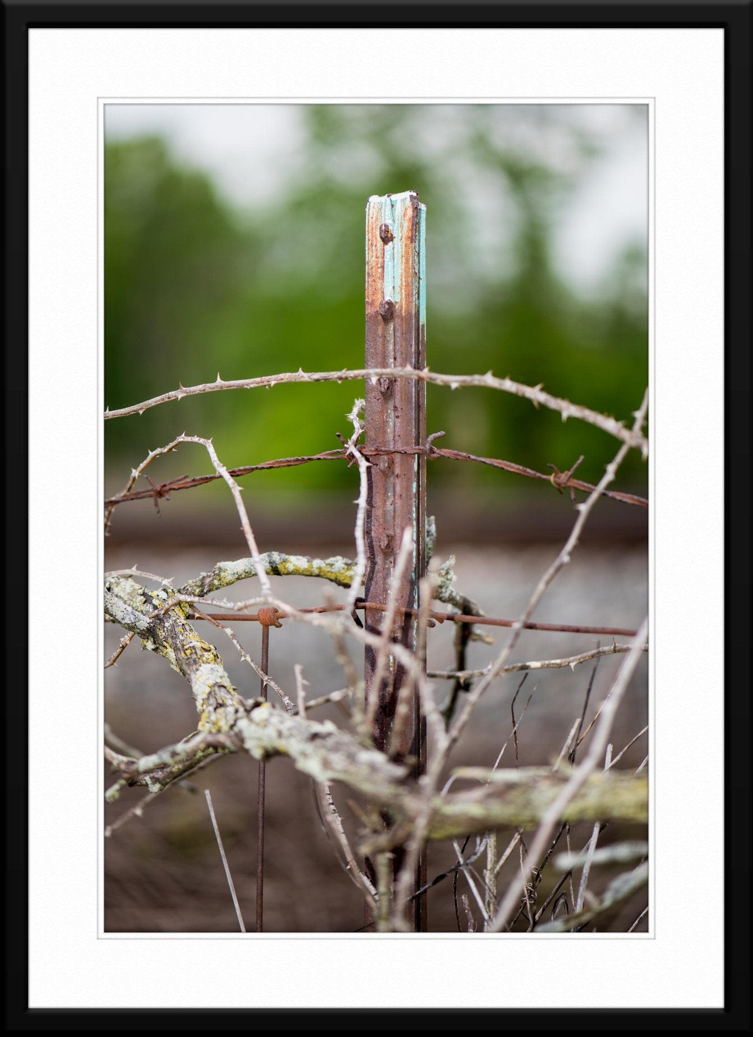 Barbed wire and sticker branch - Fine Art Photograph - Framed