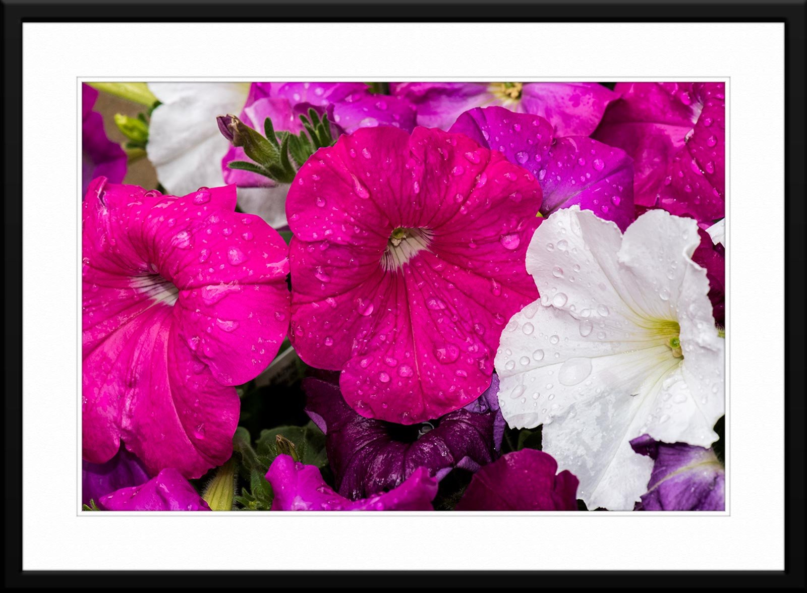 Graceful harmony: Purple and white petunia photograph
